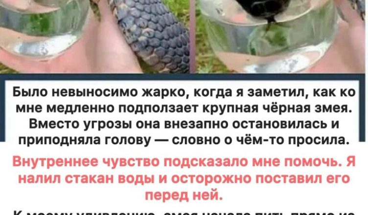 Мне казалось, что змея просто хотела воды — пока не увидел правду… Мне казалось, что змея просто хотела воды — пока не увидел правду…