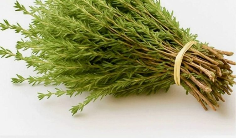 Самое мощное растение, способное уничтожать паразитов, инфекции мочевыводящих путей и мочевого пузыря, а также вирусы герпеса и гриппа… Самое мощное растение, способное уничтожать паразитов, инфекции мочевыводящих путей и мочевого пузыря, а также вирусы герпеса и гриппа…