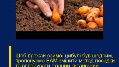 Щоб врожай озимої цибулі був щедрим, пропонуємо ВАМ змінити метод посадки та спробувати східний китайський варіант. Після першої спроби ви будете в захваті від якості та кільk0сті врожаю!