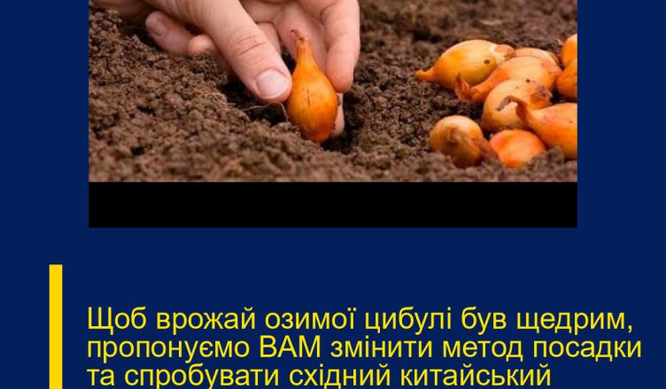 Щоб врожай озимої цибулі був щедрим, пропонуємо ВАМ змінити метод посадки та спробувати східний китайський варіант. Після першої спроби ви будете в захваті від якості та кільk0сті врожаю!
