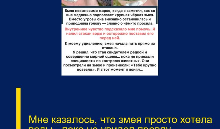 Мне казалось, что змея просто хотела воды — пока не увидел правду…