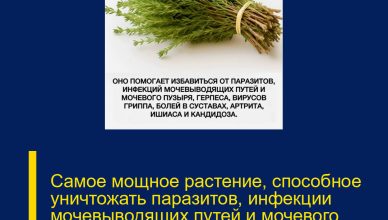 Самое мощное растение, способное уничтожать паразитов, инфекции мочевыводящих путей и мочевого пузыря, а также вирусы герпеса и гриппа… Самое мощное растение, способное уничтожать паразитов, инфекции мочевыводящих путей и мочевого пузыря, а также вирусы герпеса и гриппа…