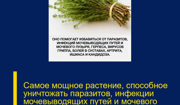 Самое мощное растение, способное уничтожать паразитов, инфекции мочевыводящих путей и мочевого пузыря, а также вирусы герпеса и гриппа…