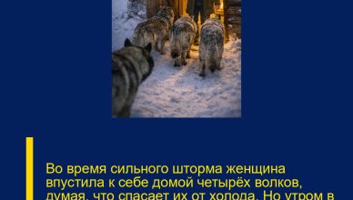 Во время сильного шторма женщина впустила к себе домой четырёх волков, думая, что спасает их от холода. Но утром в собственном доме её ждала картина, от которой она едва не потеряла дар речи Во время сильного шторма женщина впустила к себе домой четырёх волков, думая, что спасает их от холода. Но утром в собственном доме её ждала картина, от которой она едва не потеряла дар речи