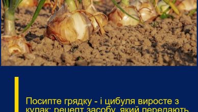 Посипте грядку — і цибуля виросте з кулак: рецепт засобу, який передають із покоління в покоління