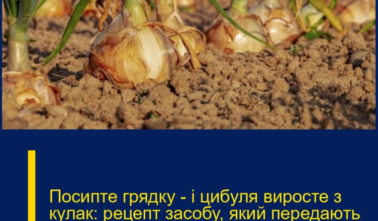 Посипте грядку — і цибуля виросте з кулак: рецепт засобу, який передають із покоління в покоління