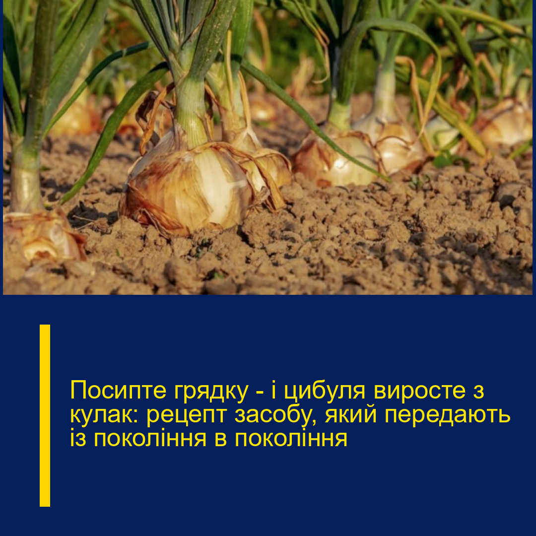 Посипте грядку — і цибуля виросте з кулак: рецепт засобу, який передають із покоління в покоління
