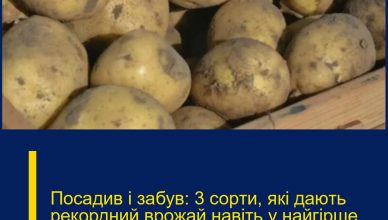 Посадив і забув: 3 сорти, які дають рекордний врожай навіть у найгірше літо!
