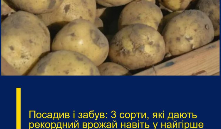 Посадив і забув: 3 сорти, які дають рекордний врожай навіть у найгірше літо!
