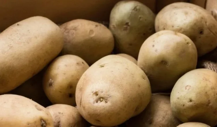 Коли виносити картоплю з погреба на посадку: народний календар та поради городників