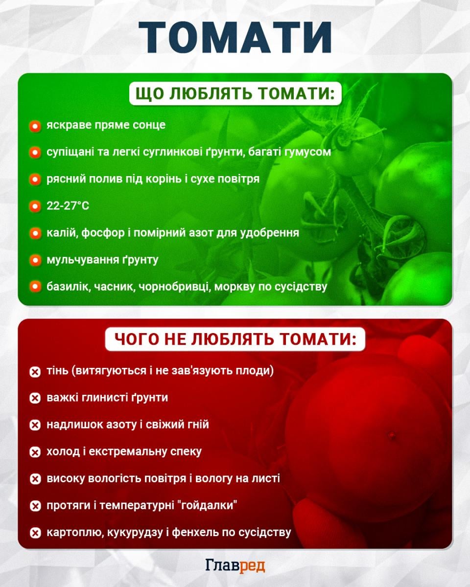 Вершинна гниль не зачепить: чим підживити томати через тиждень після висадки