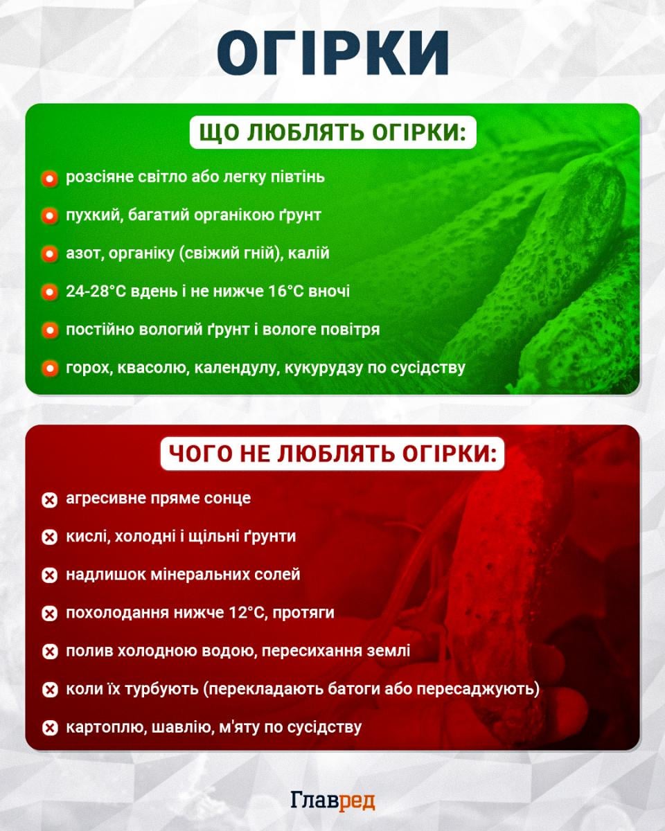 Що люблять і не люблять огірки