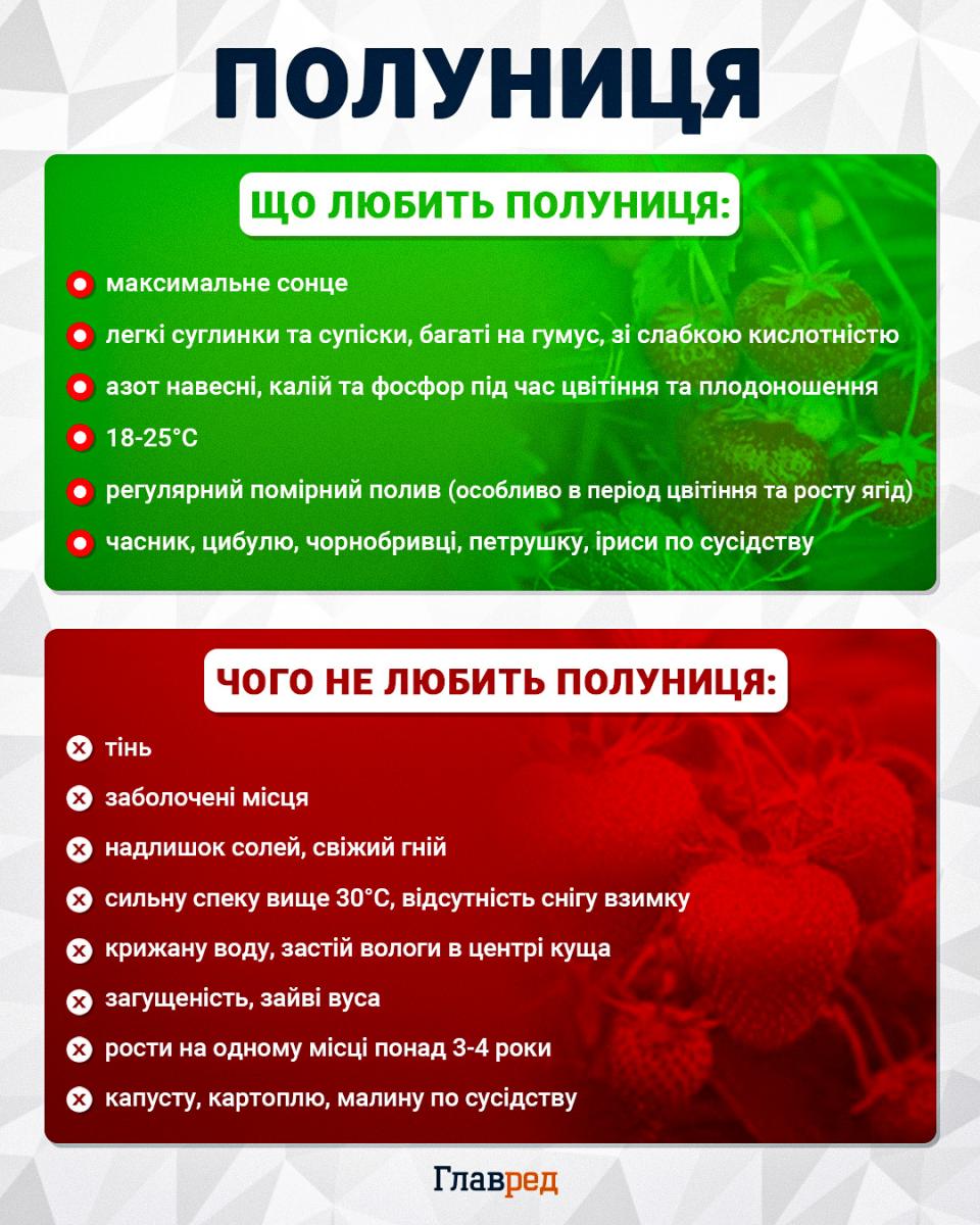 Полуниця буде як з картинки: чим підживити кущі під час активного цвітіння