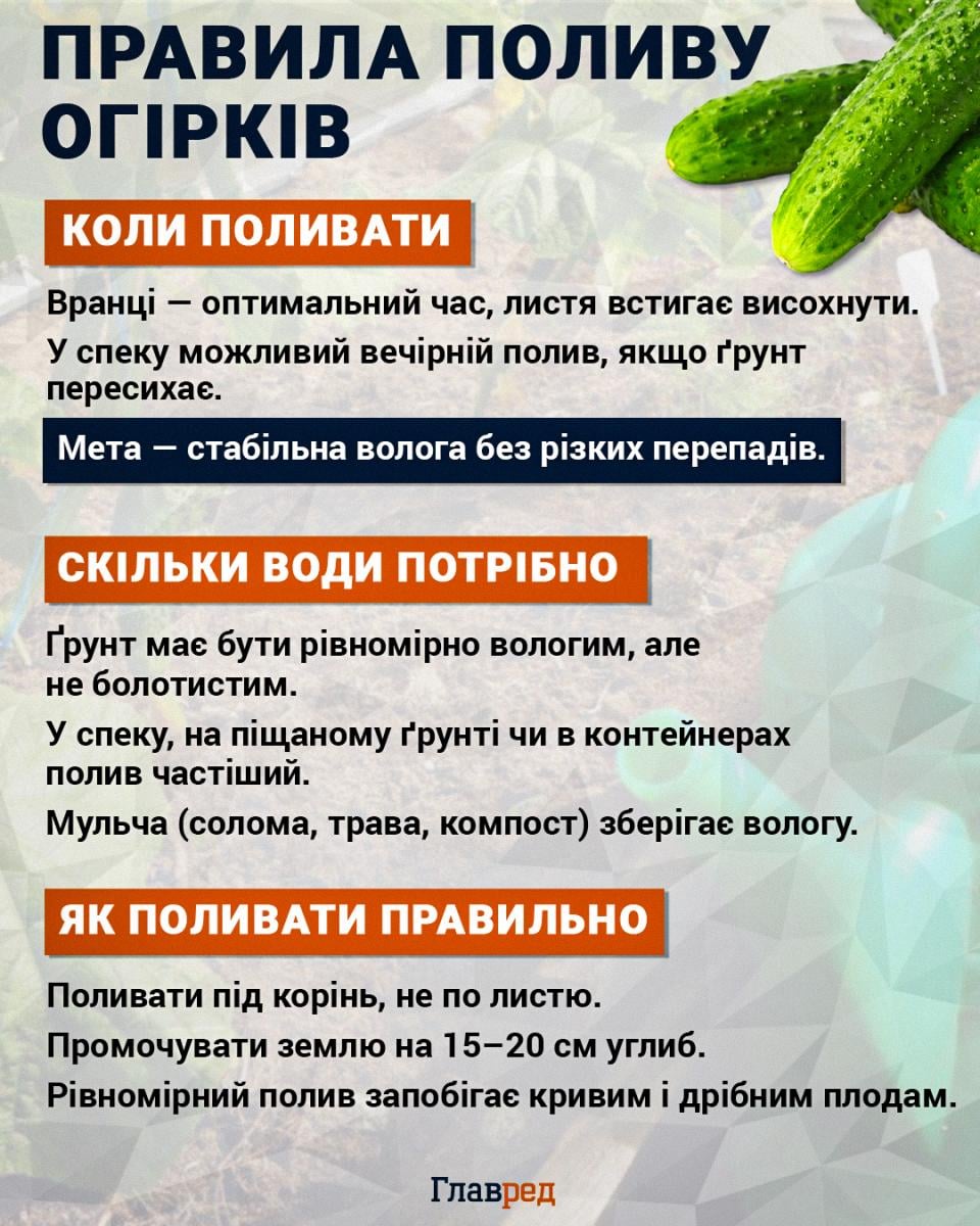 Правила поливу огірків