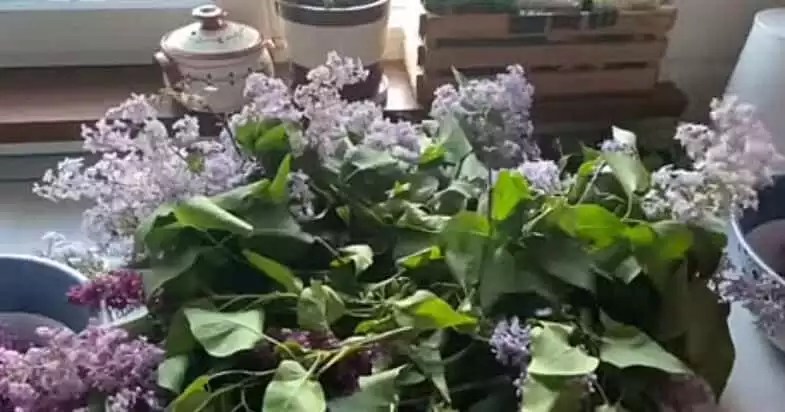 варення з бузку в процесі приготування